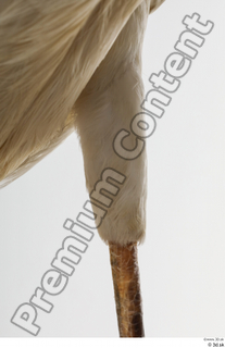 Stork  2 leg 0017.jpg
